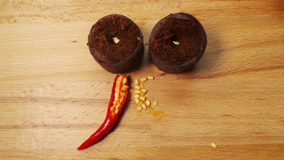 Chili seeds breeding