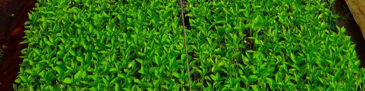 Chili plants nursery
