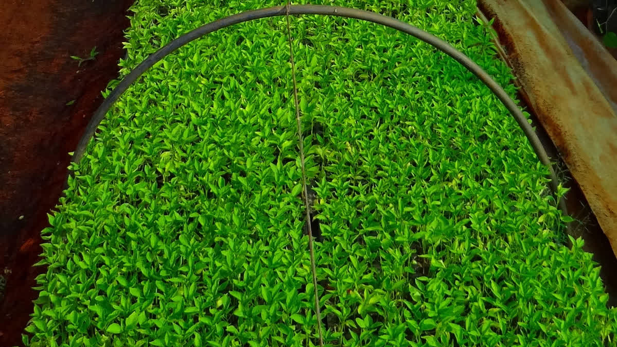 Chili Seedlings