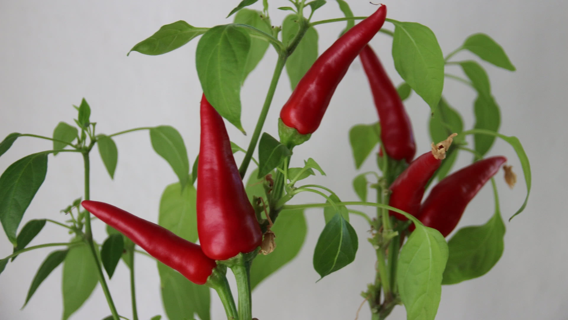 Thai chilli plant indoors