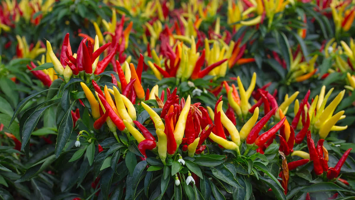 7 Easy Ways to Plant Chilies for Fast Fruiting