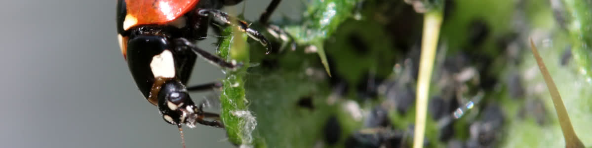 Aphids