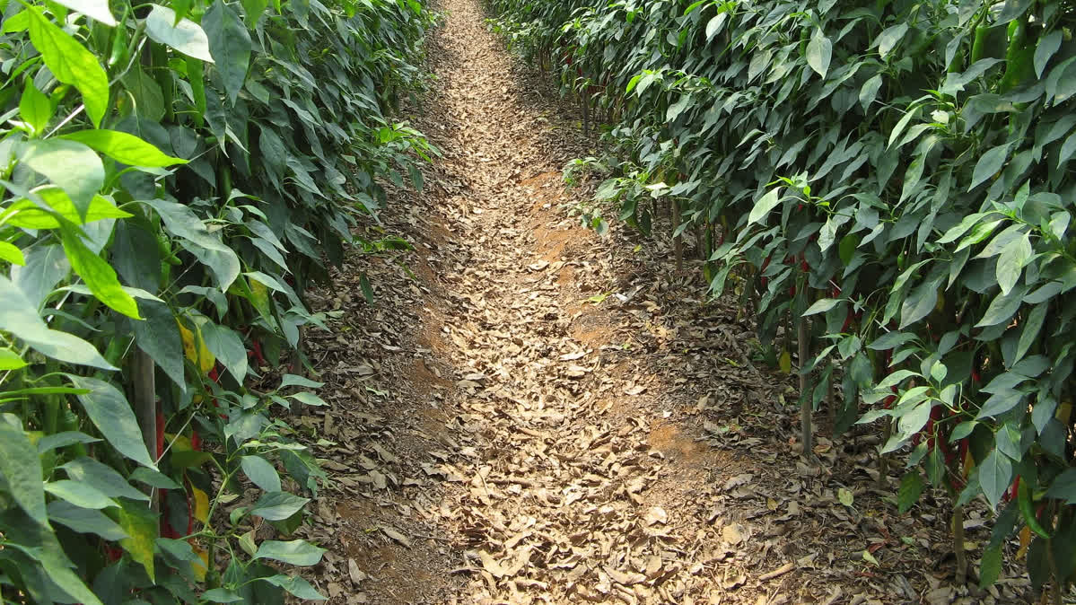 chili plants field