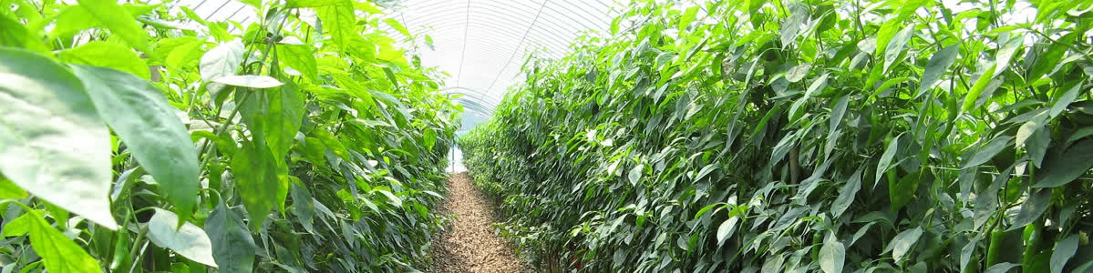 Pinched chili plants