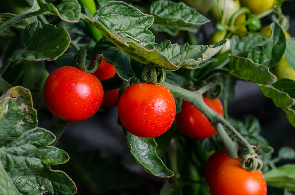 Tomatoes Plant