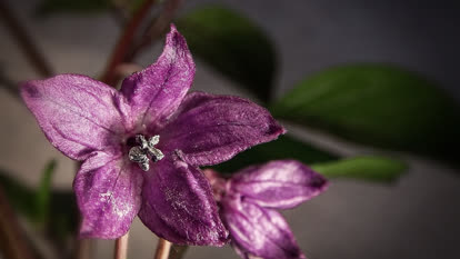 Chili flower