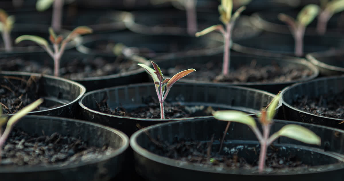 Seedlings Tomato