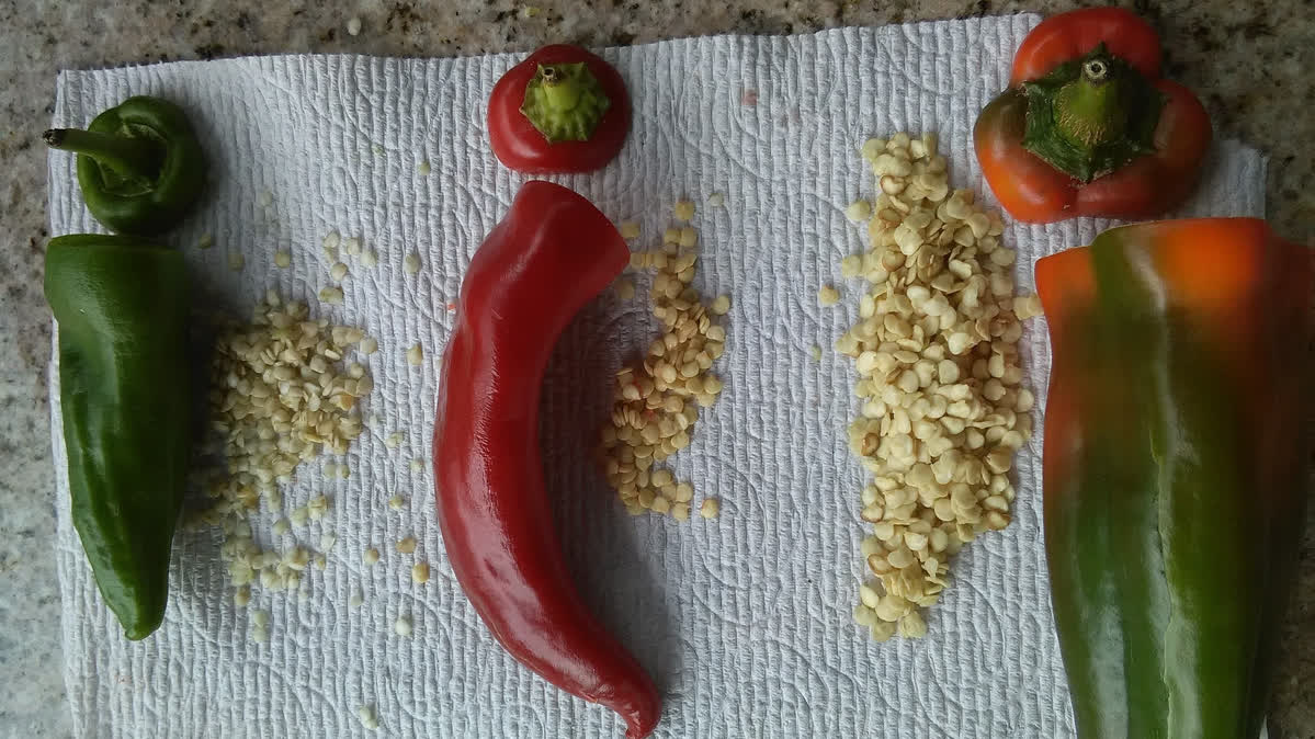 chili paprika seeds