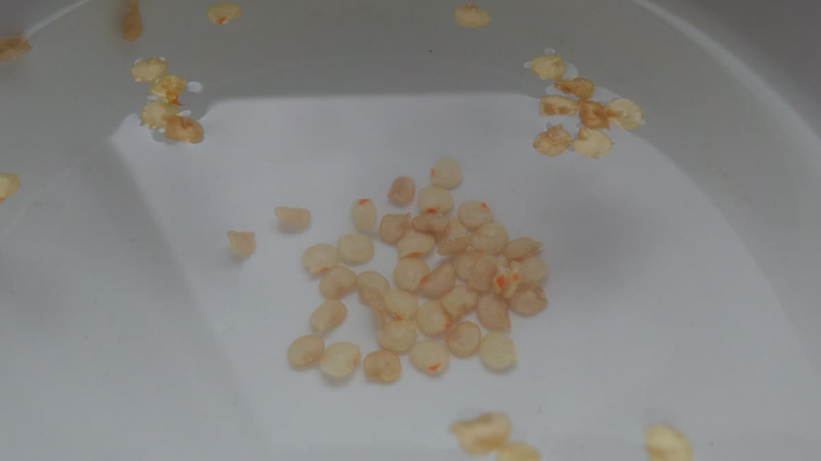 Soak Chili Seeds