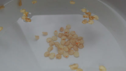 Soaking chili seeds