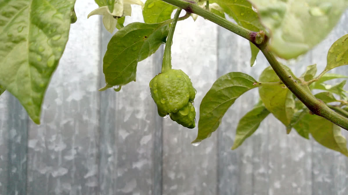 7 Pot Chili