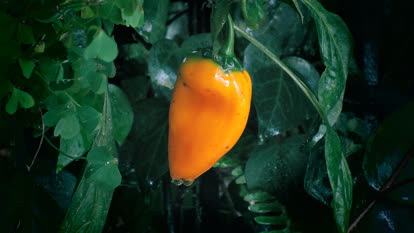 Aji amarillo