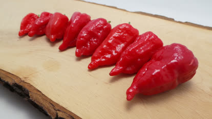 Bhut jolokia