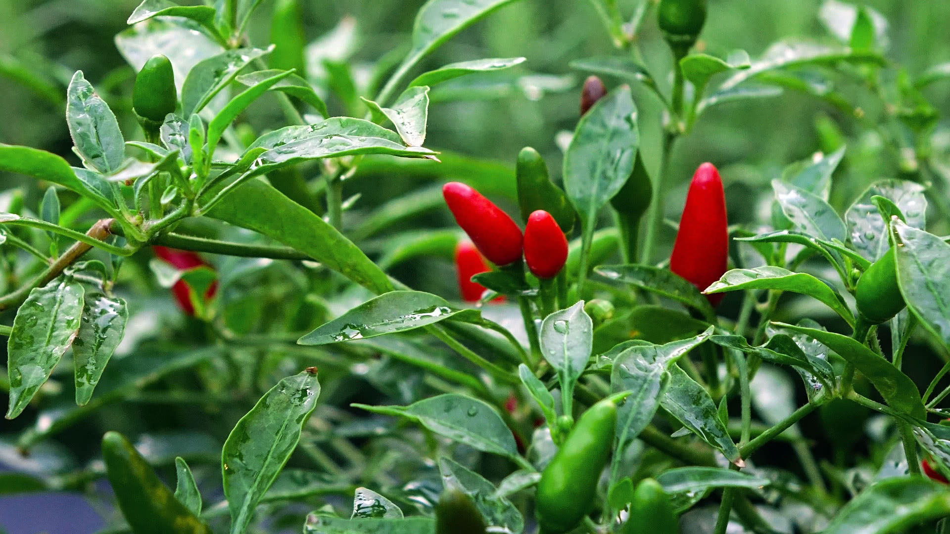 Bird Eye Hot Chili Plant,8cm+,Easy Growing Hot Chili Pepper - Super Hot Chi...