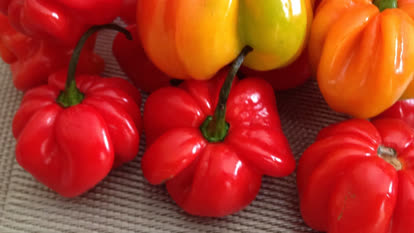 Caribbean red habanero