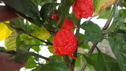 Carolina reaper plant