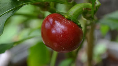 Cherry chili
