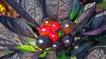 Black pearl pepper