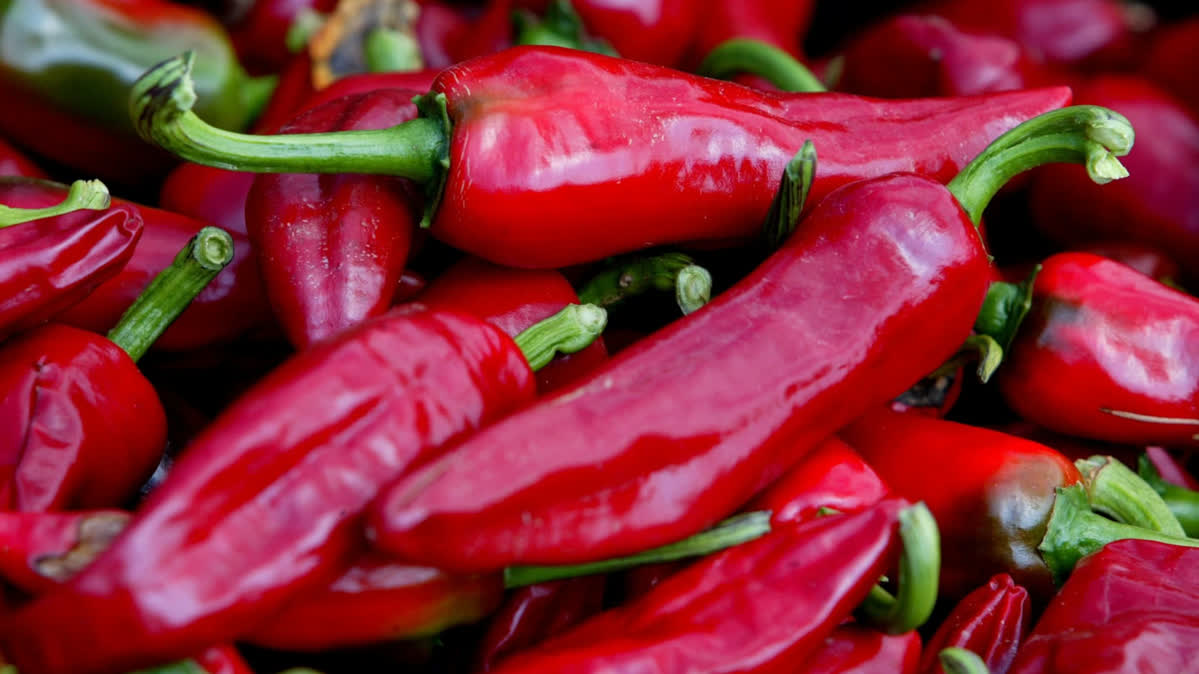 Chili Gorria peppers