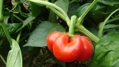 Scotch bonnet plant