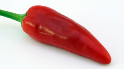Jalapeno chilli