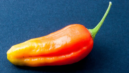 Naga morich