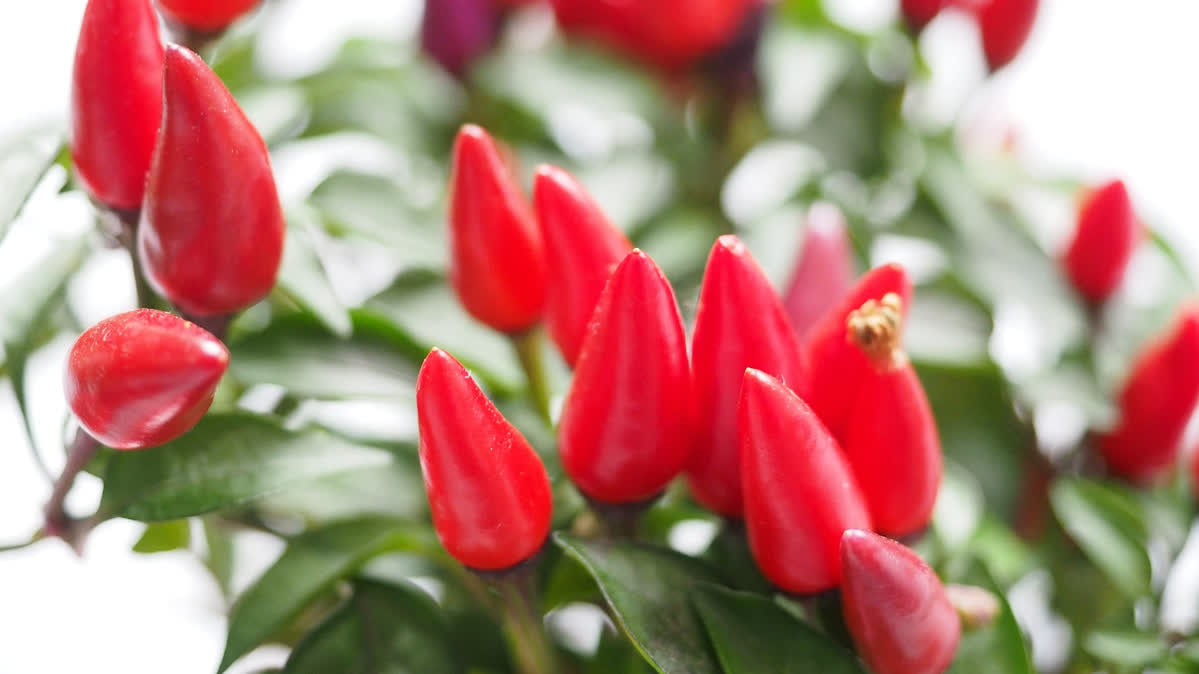 Piri Piri red peppers