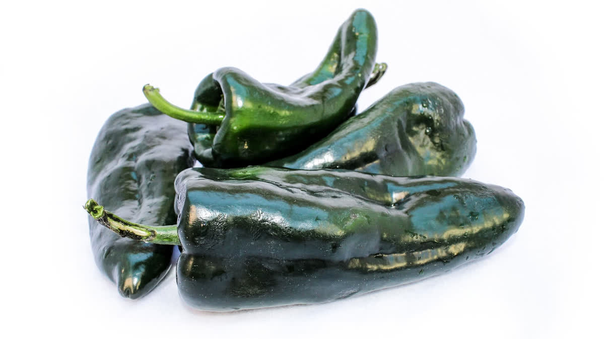 Poblano Chilis