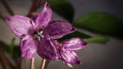 Rocoto blossom