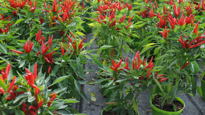 Tabasco chili plants