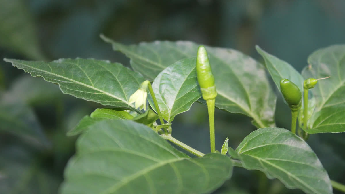 Green Tabasco Pepper