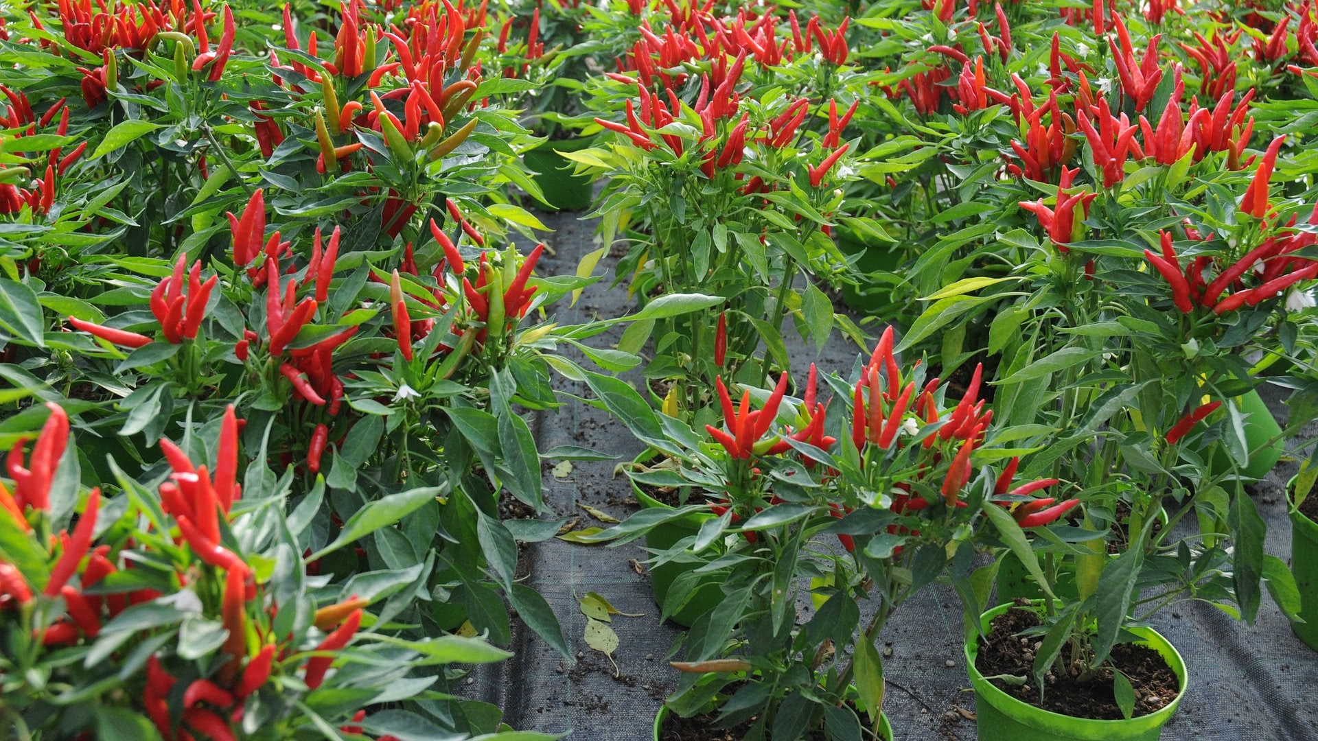 Tabasco Chili Plant & Scoville level Peppers   Chili Plant.com