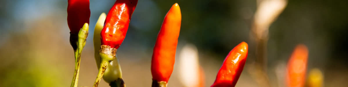 Wild chili peppers