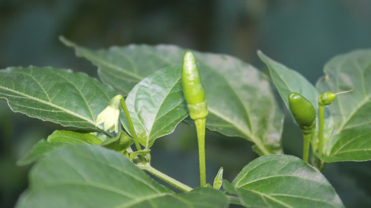 Tabasco Peppers
