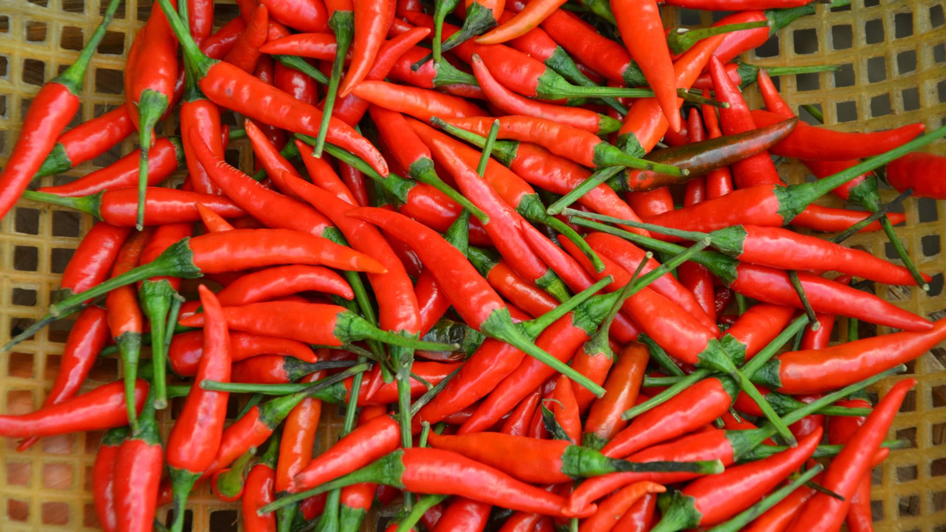 Harvest Chillies Properly Chili Plant Com