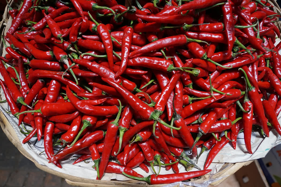 Harvest Chillies Properly Chili Plant Com